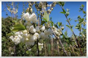 Großaufnahme Helesienblüte Vergrößerte Aufnahme der Halesia Blüte.