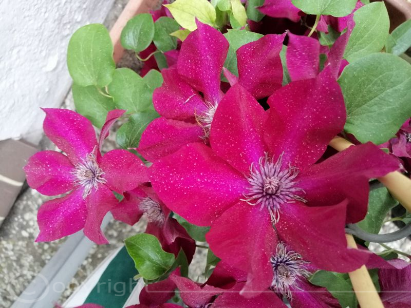 Cematis blüte Rote Clematis Blüte